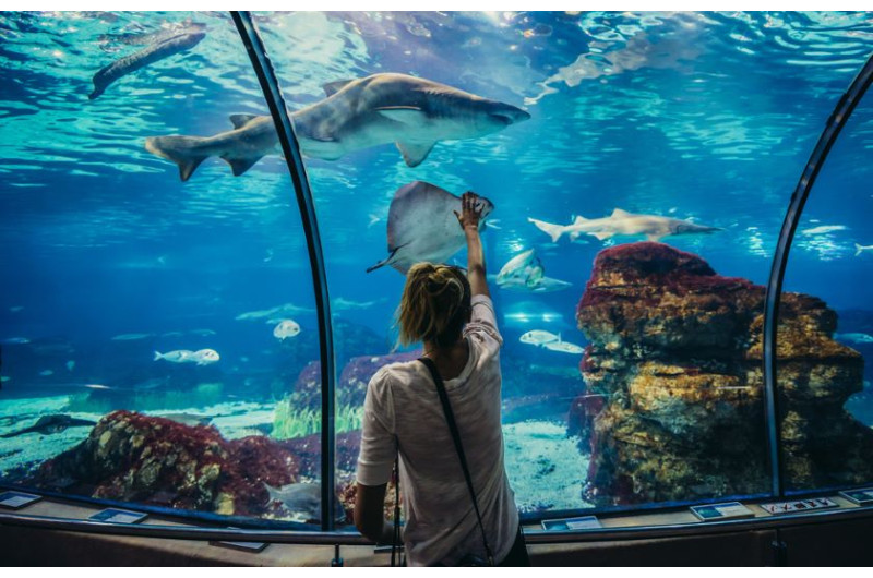 Visite du tunnel sous-marin de l'Aquarium de Barcelone